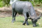 
Buffalo Muddy Cool Grazing In A Field With Happiness Stock Photo