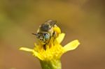 Anthophora Bimaculata Stock Photo