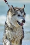 Alaskan Malamute Portrait Stock Photo