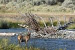 Elk Or Wapiti (cervus Canadensis) Stock Photo