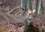 Image With The Pair Of Deers Murmuring Something Stock Photo