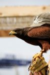 Golden Eagle On Glove Stock Photo