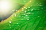 Close Up Of Water Drop On Green Leaf Tree Stock Photo