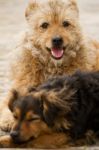 Abandoned Street Dogs Stock Photo