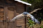 Benalmadena, Andalucia/spain - July 7 : Chilean Blue Eagle At Mo Stock Photo