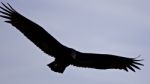 Background With A Vulture In The Sky Stock Photo