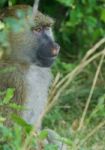 The Joyful Baboon's Portrait Stock Photo