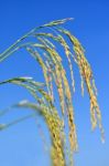 Paddy Rice Stock Photo