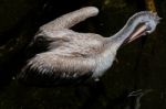 Fuengirola, Andalucia/spain - July 4 : Spot-billed Pelican (pele Stock Photo