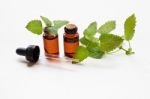 Melissa Lemon Balm Essential Oil With Fresh Leaves Stock Photo