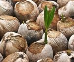 Sprout Of Coconut Stock Photo