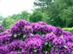 Rhododendron-flowers In The Park Stock Photo