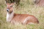 Defassa Waterbuck (kobus Ellipsiprymnus) Stock Photo