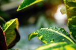 Water Drops On Leaves With Sunlight Stock Photo