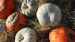 Pumpkin  Stock Photo