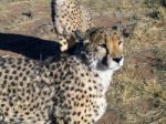 Cheetah In Namibia Stock Photo