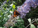 Small Tortoiseshell (aglais Urticae) Feeding On A Buddleia Stock Photo