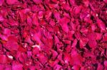 Background From Red Roses Stock Photo