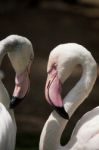 Greater Flamingo Stock Photo