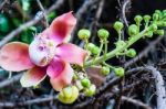 Cannonball Flower Or Sal Flower Stock Photo