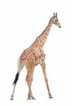 Giraffe Isolated Stock Photo