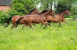 Horse Galloping Stock Photo