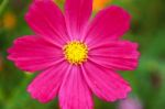 Colorful Cosmos Flower Blooming In The Field Stock Photo