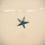 Starfish On The Beach Sand. Close Up Stock Photo