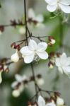 Close Up White Lovely Flower(clerodendrum Wallichii, Clerodendru Stock Photo