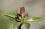 Soft Pink Desert Rose Flowers Stock Photo