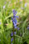 Bluebell Stock Photo