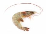 Prawn Stock Photo