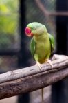 Alexandrine Parakeet Close Up Stock Photo