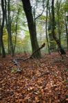 Autumn Wood In England Stock Photo