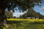 Almond Orchard In A Field Of Yellow Flowers Stock Photo