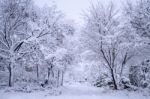 Winter Landscape Stock Photo