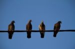 Four Pigeons On A Wire Stock Photo