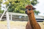 Alpacas In A Field Stock Photo