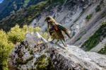 Wild Kea Stock Photo