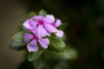 Pink Catharanthus Roseus Flower Stock Photo