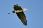 Heron In Flight Stock Photo