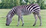 Beautiful Background With A Zebra Eating The Grass Stock Photo