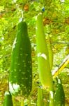 Wax Gourd Or Chalkumra Or Winter Melon Stock Photo