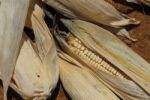 Drying Corn Stock Photo