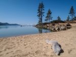 Landscape Of Lake Tahoe Stock Photo