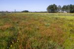 Spring Field Filled With Flowers Stock Photo