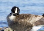 Beautiful Photo Of A Canada Goose Near The Water Stock Photo