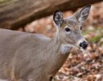 Beautiful Portrait Of The Cute Deer In The Forest Stock Photo