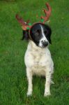 Reindeer Dog Stock Photo