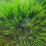 Rice Seedlings Stock Photo